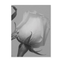 Pretty Rose Postcards