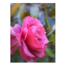 Pretty Rose Postcards