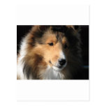 Pretty sheltie face postcard