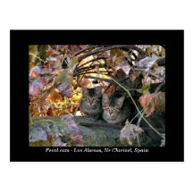 Pretty Spanish cats & grapevine photograph Postcard