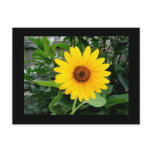 Pretty Sunflower postcards