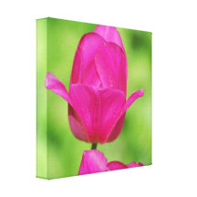 Pretty Tulips Canvas Print