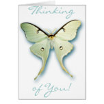 Pretty White Butterfly Design cards