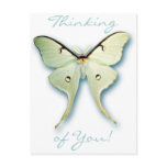 Pretty White Butterfly Design postcards