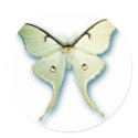 Pretty White Butterfly Design stickers