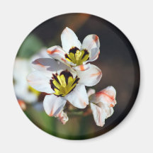 Pretty white flower faces refrigerator magnet