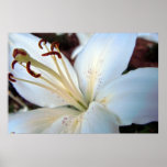 Pretty White Lily Print