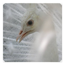 Pretty White Peacock Invitations