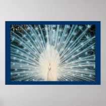 Pretty White Peacock Poster Print