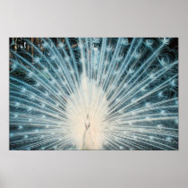 Pretty White Peacock Print