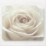 Pretty white rose