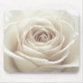 Pretty white rose