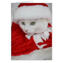 Pretty White Santa Kitty Greeting Card