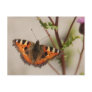 Pretty Wings Postcard