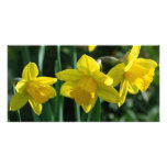 Pretty yellow daffodil flowers photo card