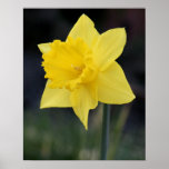 Pretty Yellow Daffodil posters