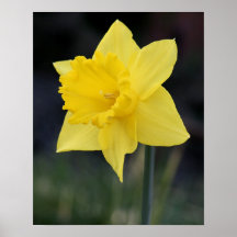 Pretty Yellow Daffodil Posters