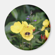 Pretty Yellow Pansies Refrigerator Magnets