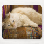Pretty yellow tabi cat laying on couch. mousepads