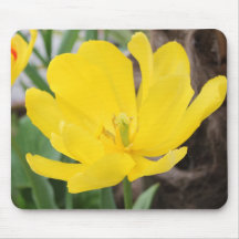 pretty yellow tulip flower. floral nature garden mousepads