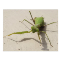 Preying Mantiss Postcards