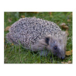 Prickles Postcard