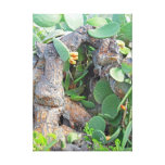 Prickley Pear Cacti Canvas Print