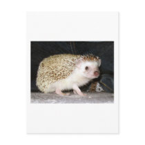 Prickly Baby Items Post Cards