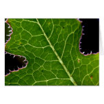 PRICKLY LETTUCE: Leaves cards