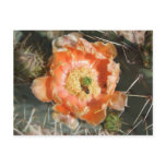 Prickly Pear Bloom Postcard
