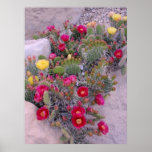 Prickly Pear Cacti Posters