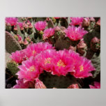 Prickly Pear Cacti Print