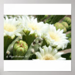 Prickly Pear Cactus Flower Photo posters