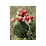 Prickly Pear Cactus In Texas Photo Sculpture