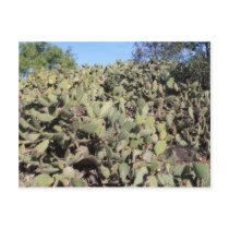 Prickly Pear Gifts Postcards