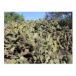 Prickly Pear Gifts Postcards