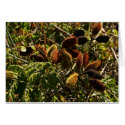 Prickly seed pods cards