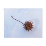 Prickly Seed ~ postcard