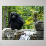 Primate and Waterfall Poster posters