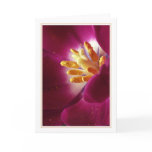Prime of Life Cards