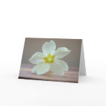 Primrose Card