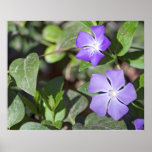 Primrose Jasmine Flower posters