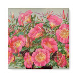 Primrose Seed Packets Magnet