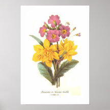 Primula and daffodils print