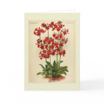 Primula Cards