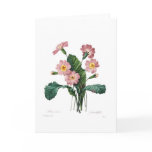 Primula Greeting Cards