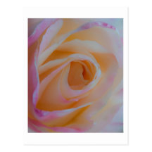 Princess Diana Rose Postcard