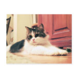 princess postcard