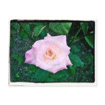 Princess Rose Postcard