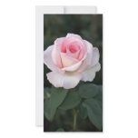 Prink Promise Rose Photo Card photo cards